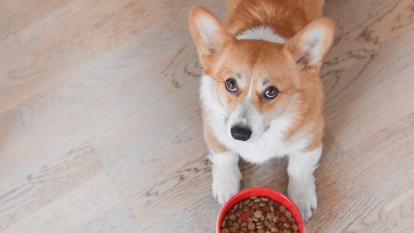 狗狗护食怎么办？纠正不如科学引导