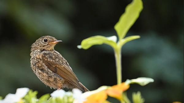 开发小程序公司有哪些？2025 靠谱好用的小程序公司推荐