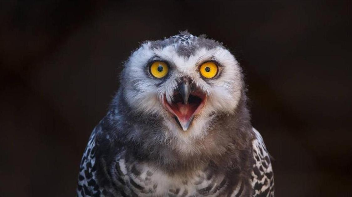 夜半4声叫唤，古人为何说不祥？