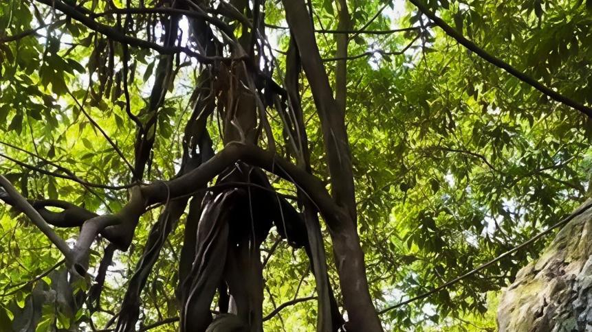 浙江杭州5A级景区灵隐寺飞来峰，去过最棒的历史景区！