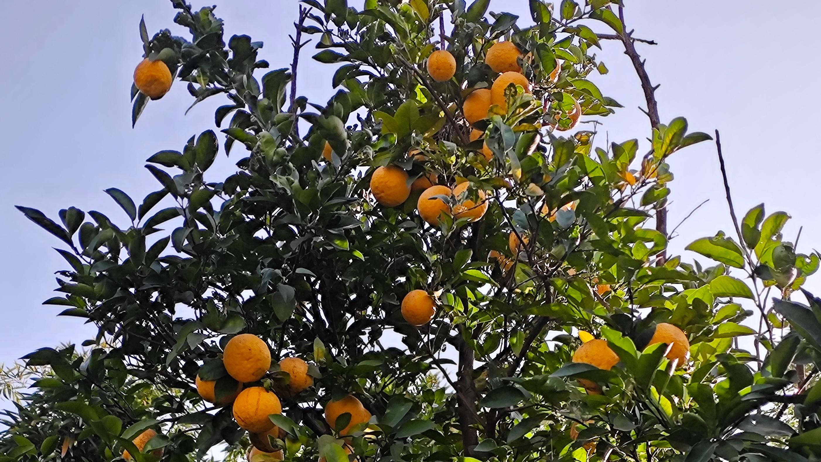 一日逛了几座寺庙，只为欣赏冬日璀璨的美