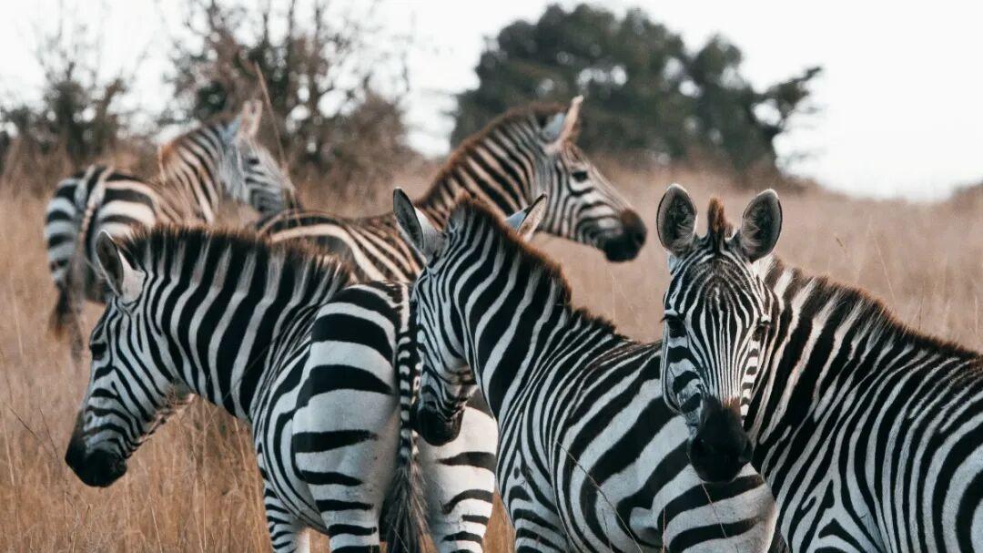 东非草原大堵车，真是中国游客扎堆“挤”出来的？