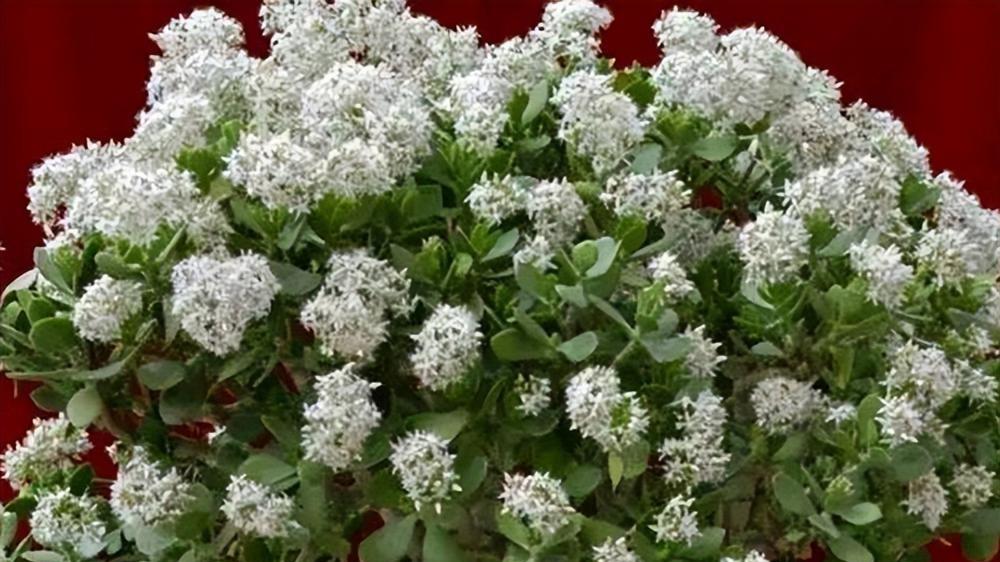 空气差？压力大？这3种植物轻松搞定你的烦恼