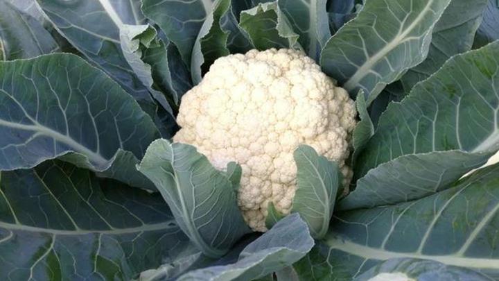 花椰菜旱作栽培技术，硅藻土保墒与无人机补水应用，九成熟度触感判定标准