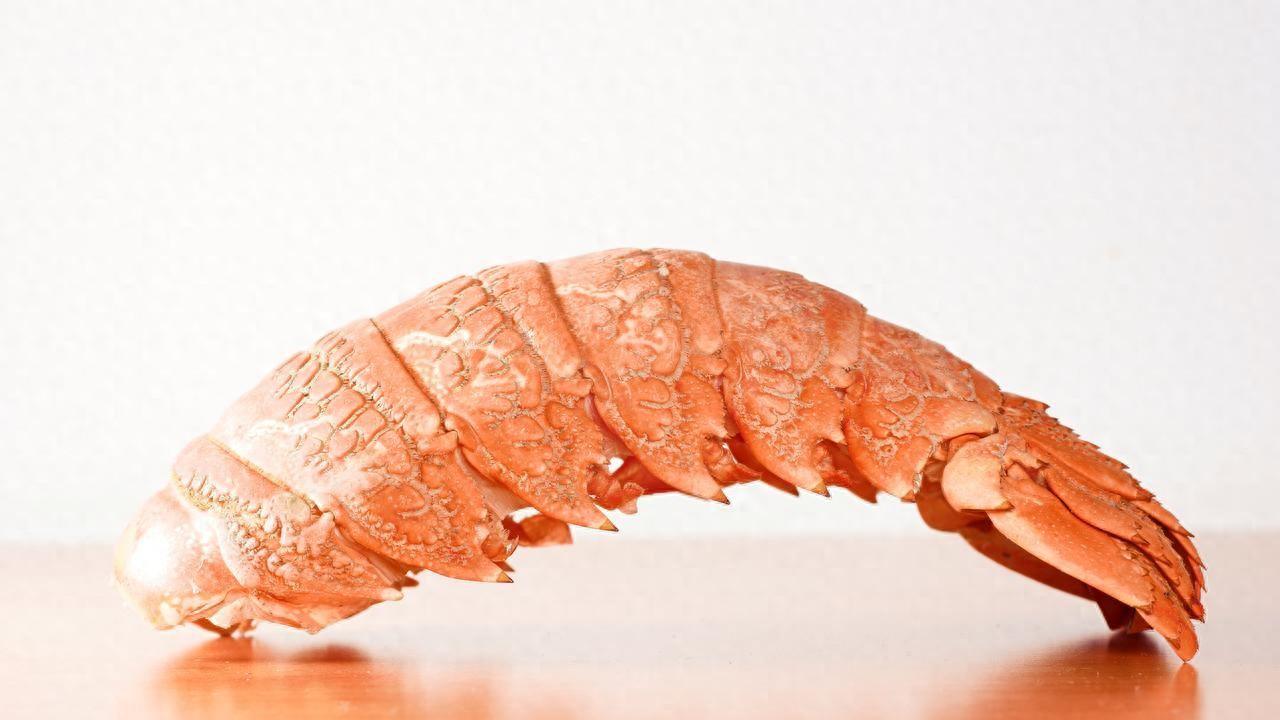 生物混合机器人将食物废料转化为功能性机器