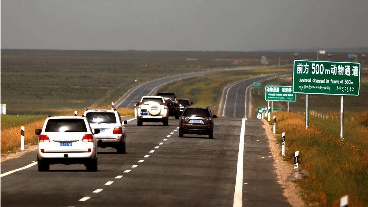 撞还是躲？高速上开车时速120动物突袭瞬间，老司机怎么做才安全