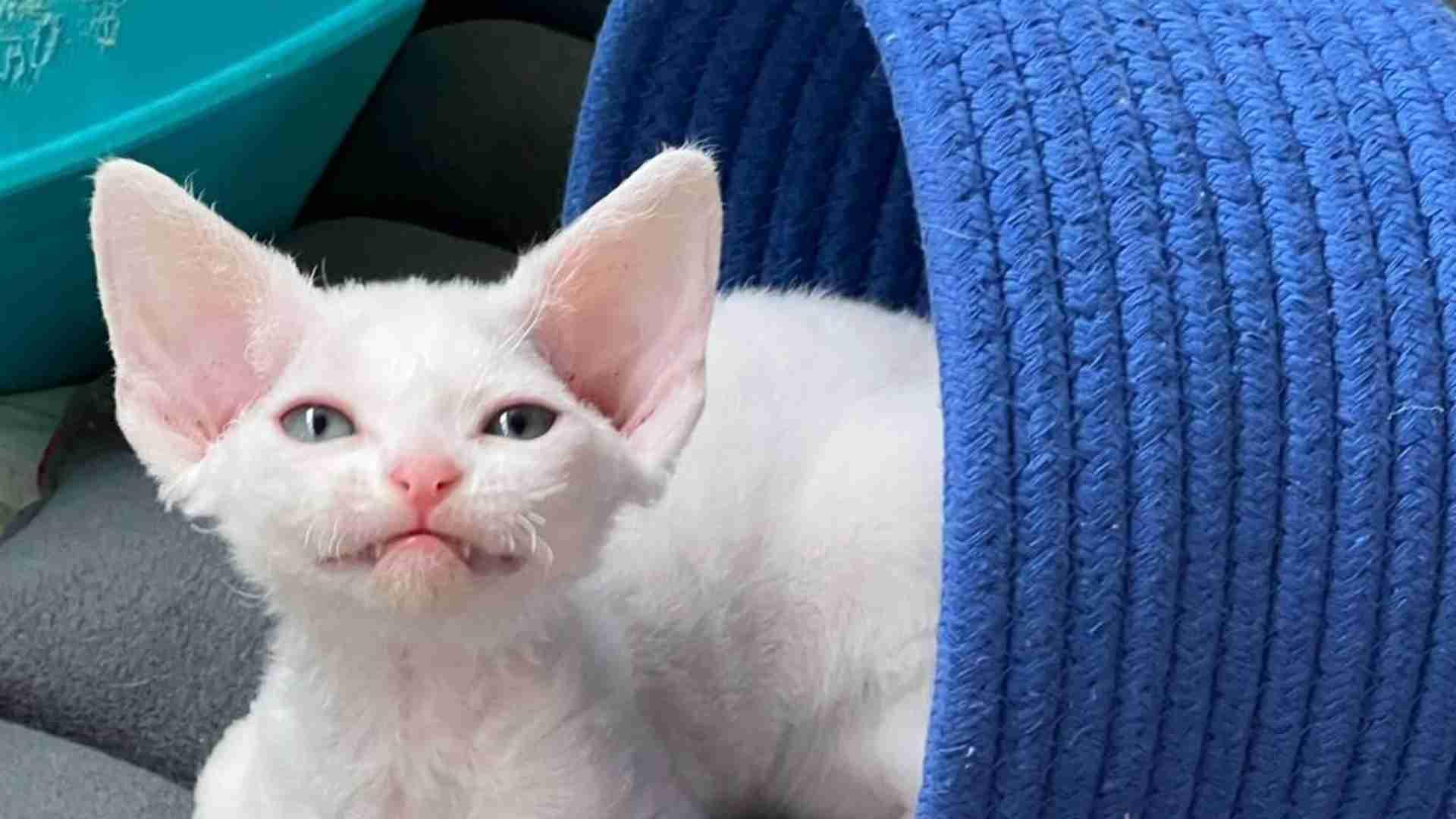 德文卷毛猫过敏源控制，无尘猫房建造要点，空气净化系统，过敏季用药须知