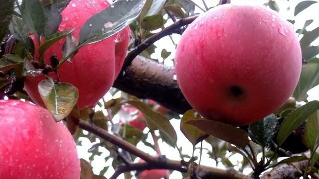苹果梨篇：翼城苹果