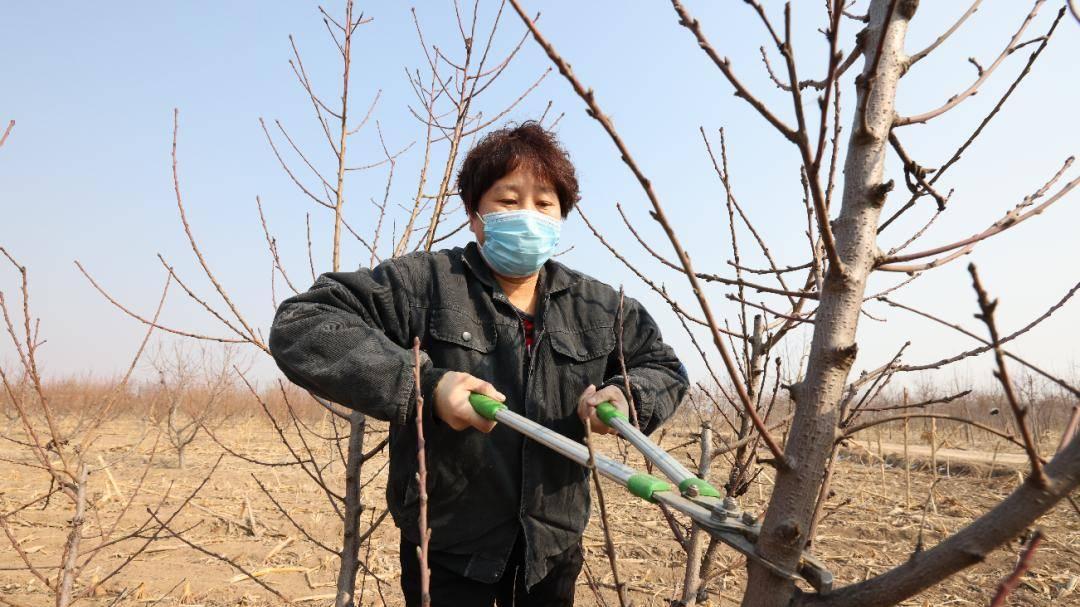 果树最佳修剪时间