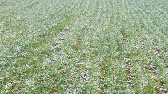 冬前这一次底肥，决定明年产量 30%：到底该怎么配？