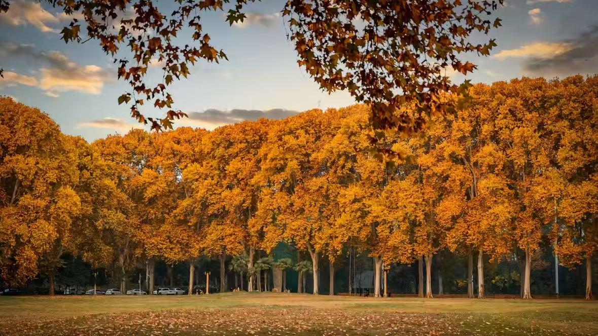 黄河迎宾馆的梧桐之美——厚重、沉静且长久