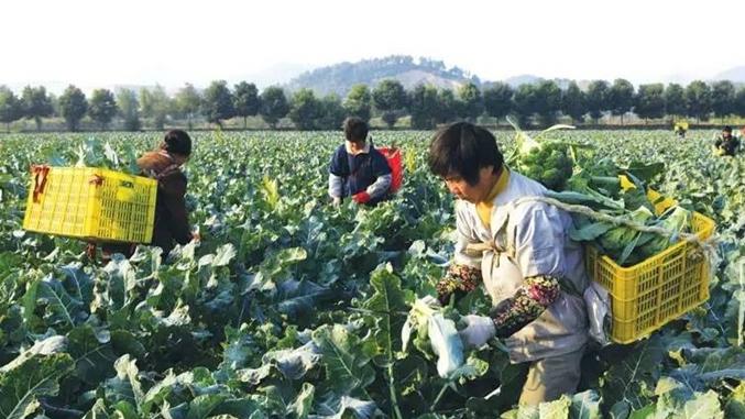 山地花椰菜根系发育优化，温差调控技术新进展，气调库保鲜方案应用研究