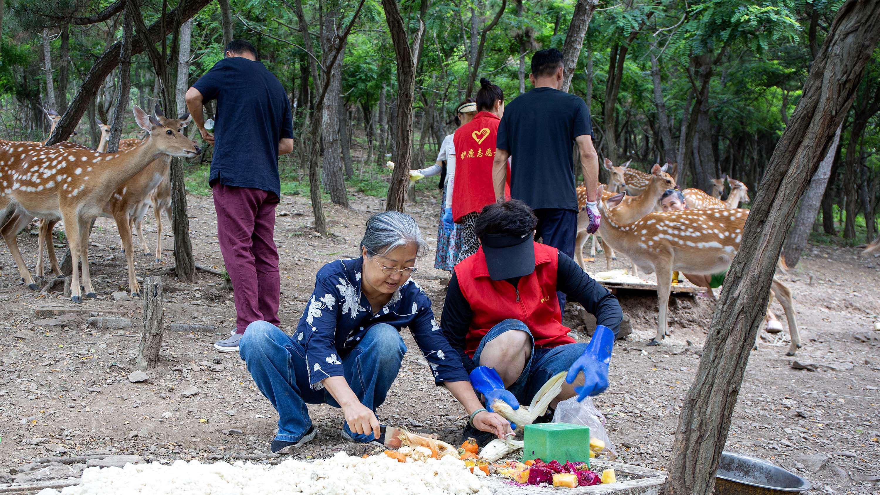 拯救都市鹿鸣：大连人与野生梅花鹿的共生律动