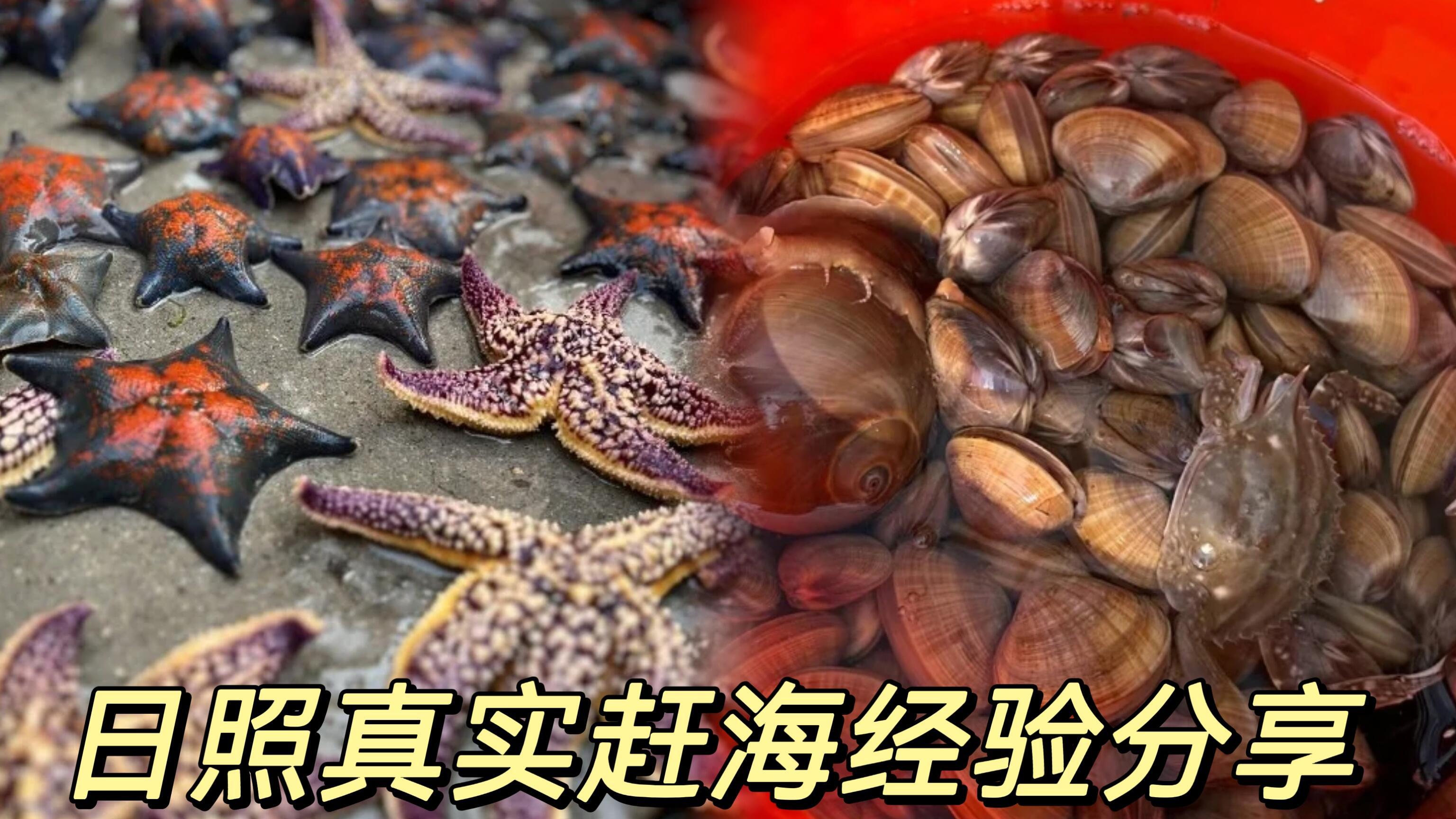 日照真实赶海经验分享，旅行必看