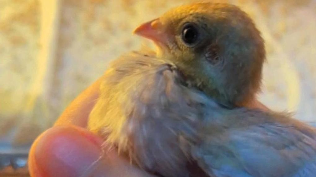 芦丁鸡繁殖有技巧！合理规划公母配比，提升繁殖成功率​