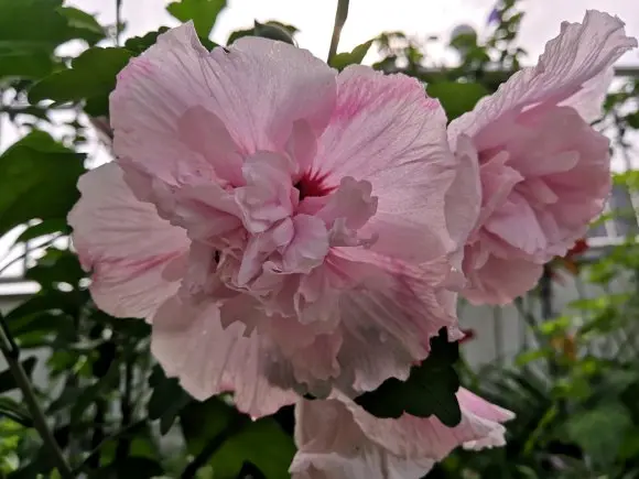 ​两广养花，连续降雨，花土易积水，加点珍珠岩增加透水性！