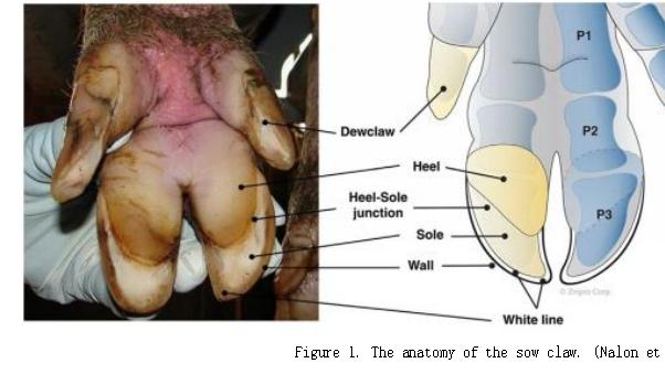 微量元素营养在母猪蹄白线病防控中的应用