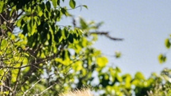 三月狮子座：钱途坦荡？还是暗流涌动？