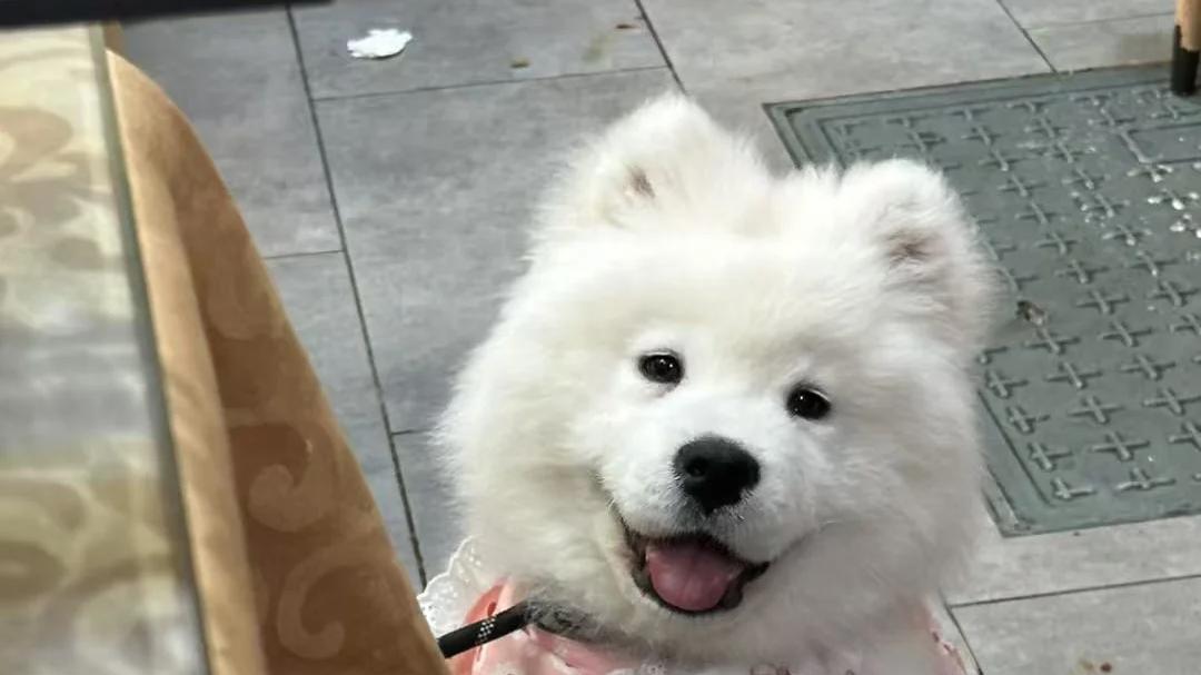 狗粮品牌哪个好吃？便宜又好的狗粮品牌排行榜测评分享