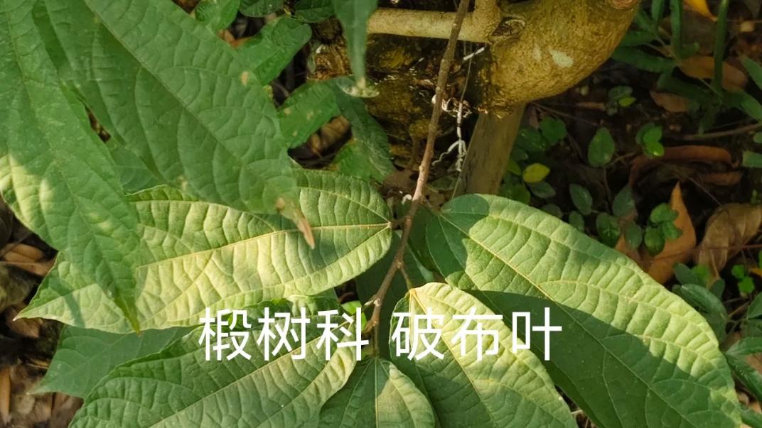 这植物叶子破破烂烂，俗称“破布叶”，广东人用它煮凉茶，清热解暑！