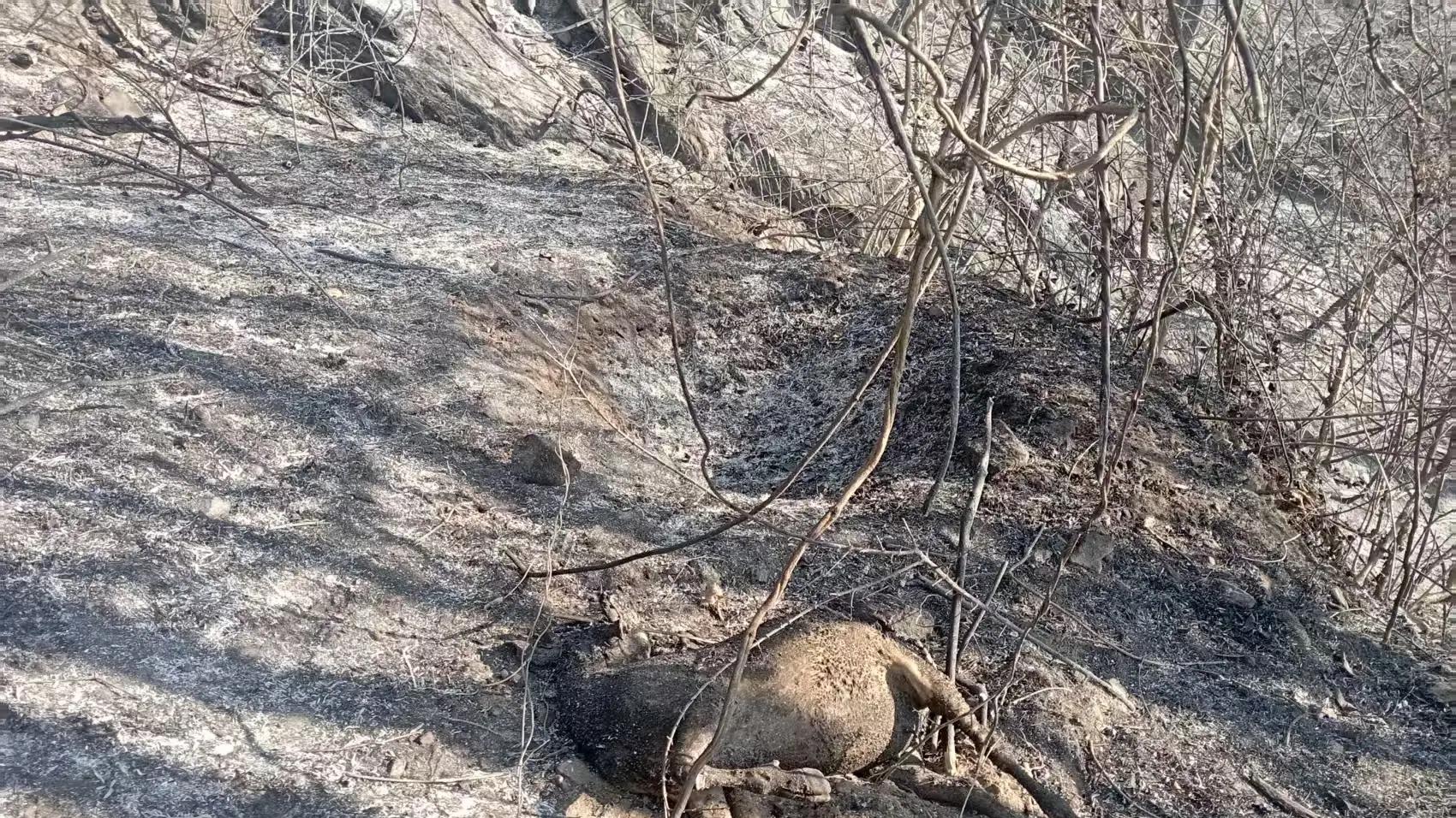 老人上坟引发山火致67只羊死亡无力赔偿，镇政府拟补偿羊主人8万，对方嫌少拒绝