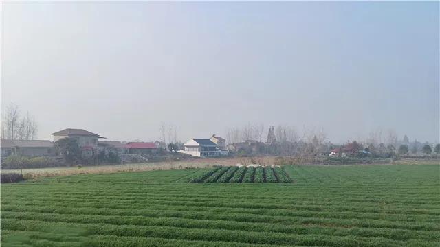 麦苗，是大地轻轻呼出的一匹锦 | 楚客