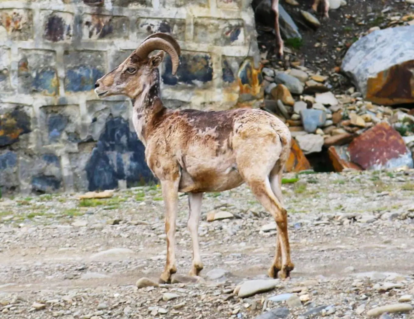 最激动人心的偶遇，最野生的野生动物（北山羊写真集）