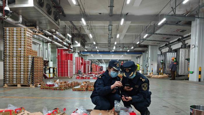 广州南沙口岸迎来智利车厘子进口高峰