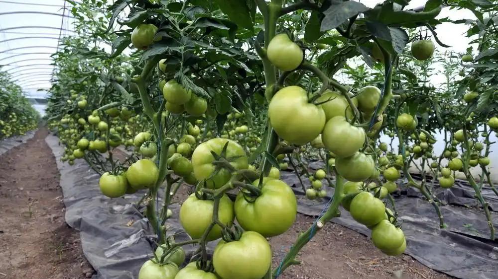 蔬菜种植：如何根据不同生长阶段选择合适的肥料？（底肥、追肥及叶面肥的应用）