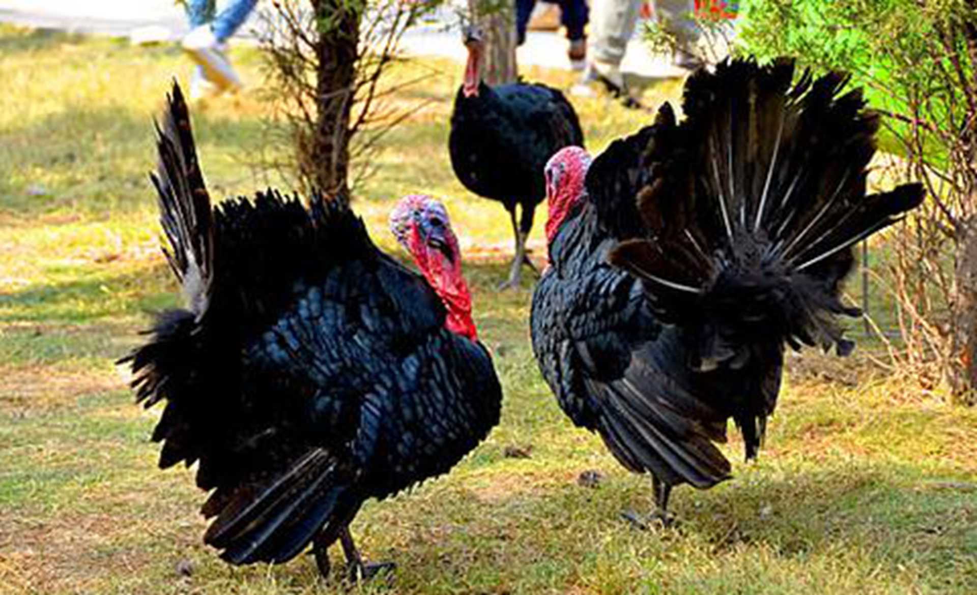 火鸡饲料，菌酶协同发酵，料肉比降0.2，试验场数据