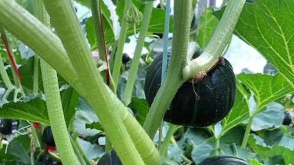 南瓜种植技巧分享，掌握6个管理要点，结瓜多又大