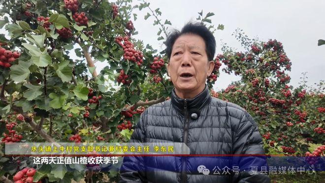 夏县水头镇上牛村：又见山楂压弯枝