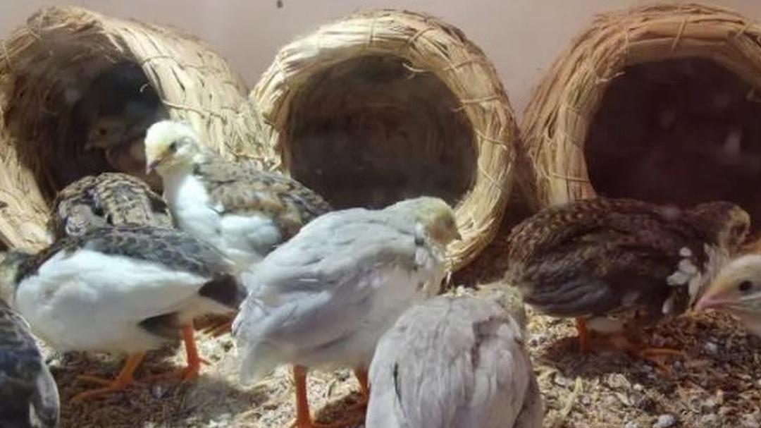 养芦丁鸡场地要保鲜！定期更换垫料，减少病菌滋生​