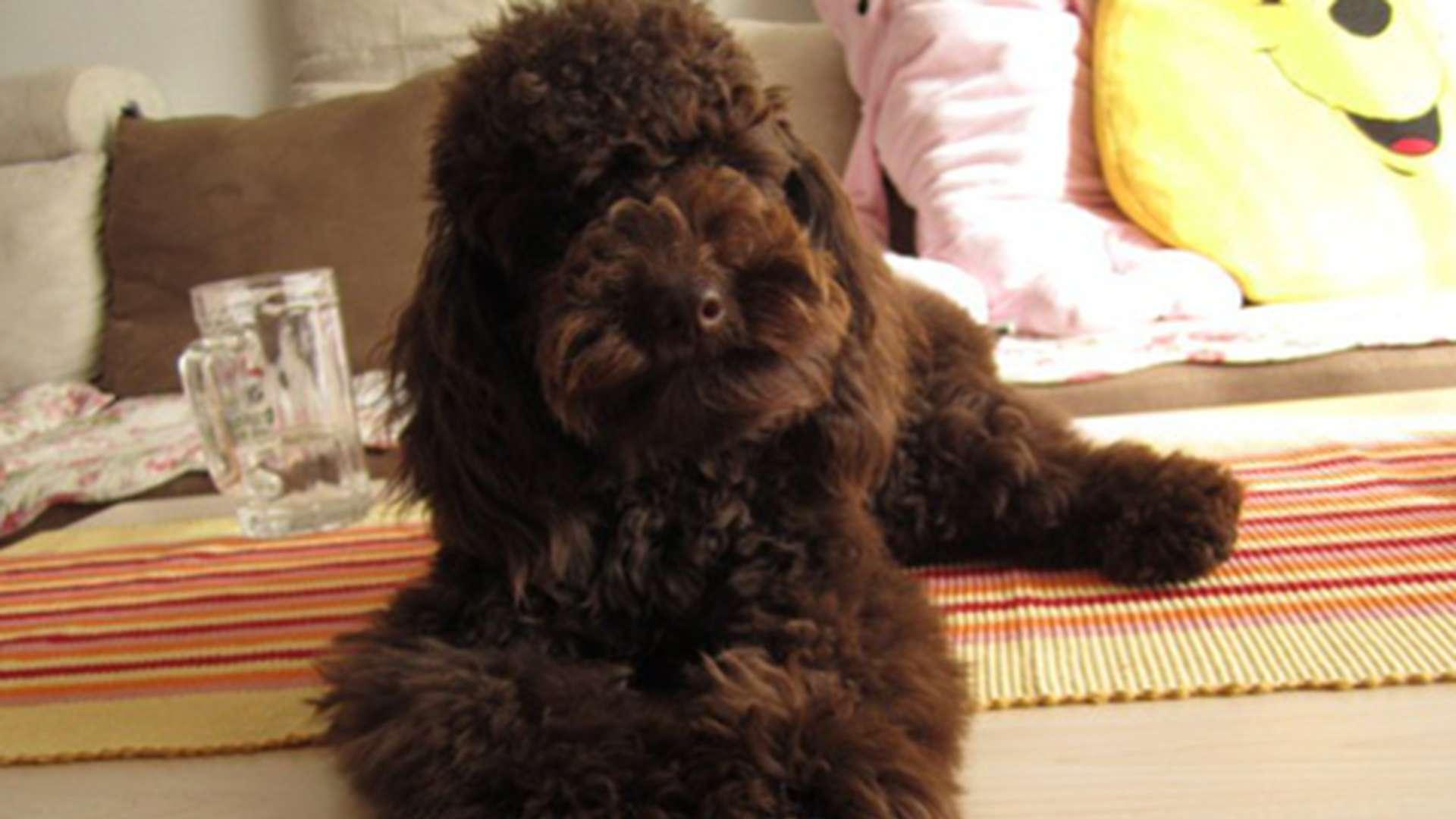 产房隔音评分法，退役军人标准，贵宾犬生产，噪音低30分贝