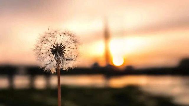 真正的放下，是连“放下”这个词都忘了