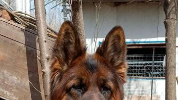 德牧食盆材质对比，后躯力量训练技巧，霜降季节毛发护理指南