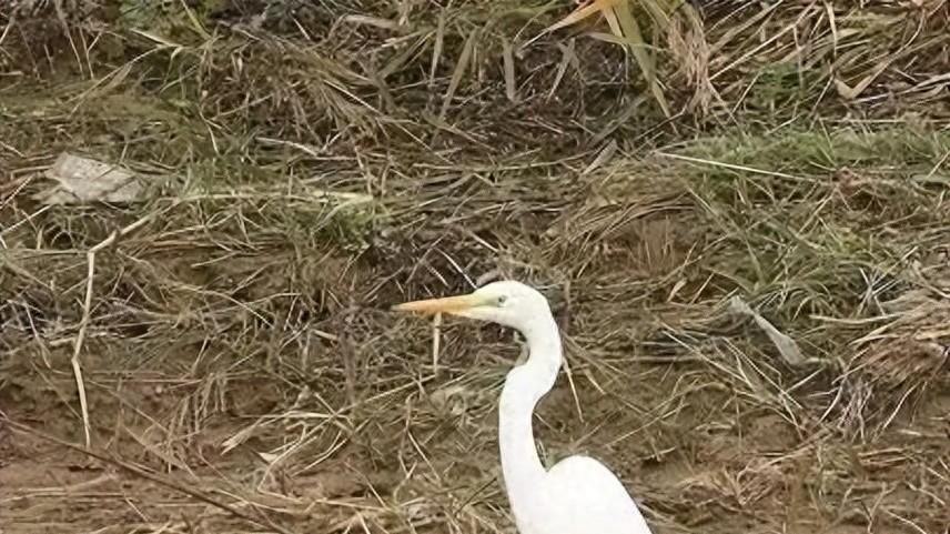 鸟儿翔集——兴县生态环境改善的生动注脚