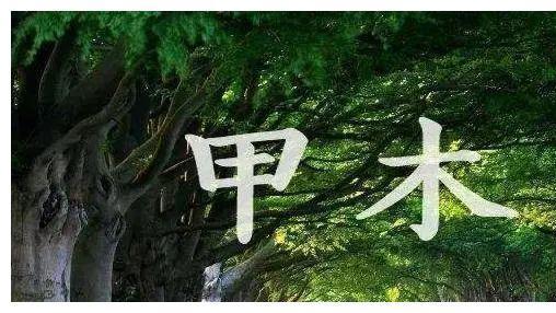 10天干之甲木，顺势而为