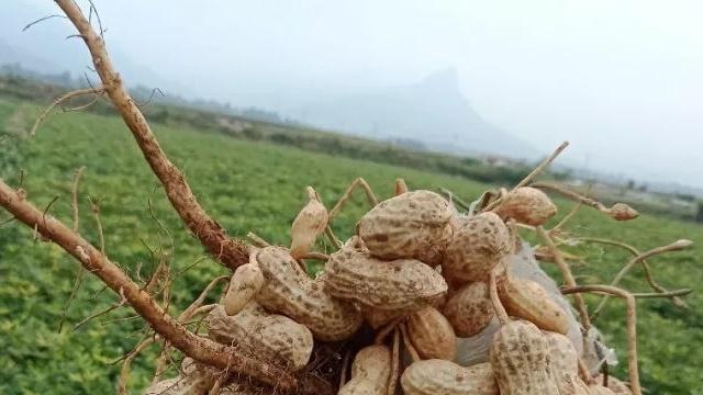 沙化耕地花生养分管理优化，滴灌追肥技术应用，半年生长期冷库预冷处理研究