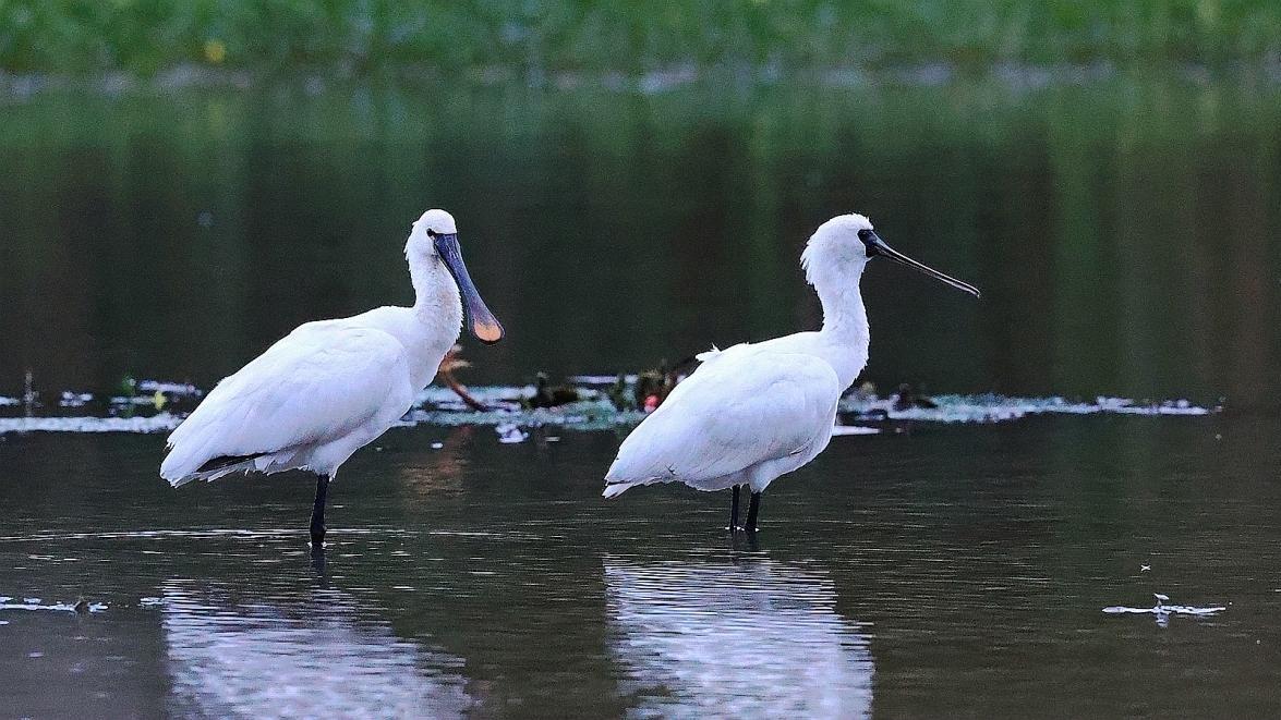 西溪湿地“国一”俱乐部迎新 新会员黑脸琵鹭自带“饭勺”报到