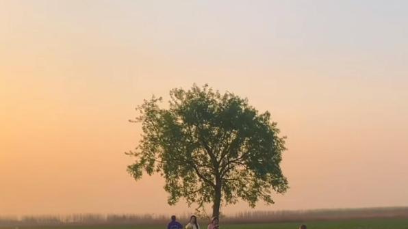 网红树之殇！百万流量背后的农田保卫战：游客踩踏逼农户挥斧斩"孤独"