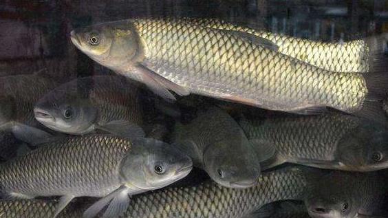 夏季池塘溶氧消耗大，怎样高效增加溶氧？多元增氧手段齐发力​