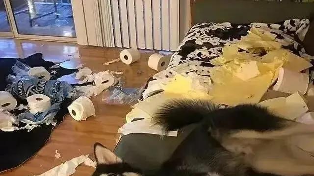 宠物还能体验上班？智能音响半夜自动放《大悲咒》！