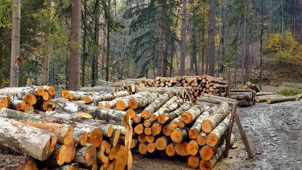原木供应短缺加剧，中国木材进口成本狂飙42.7%