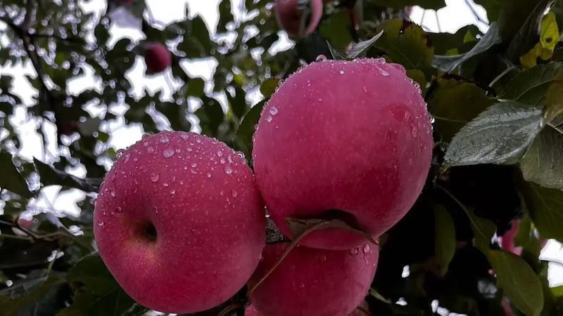 苹果上市，中国有哪些品种？哪种最好吃？今天全读懂，来涨知识了