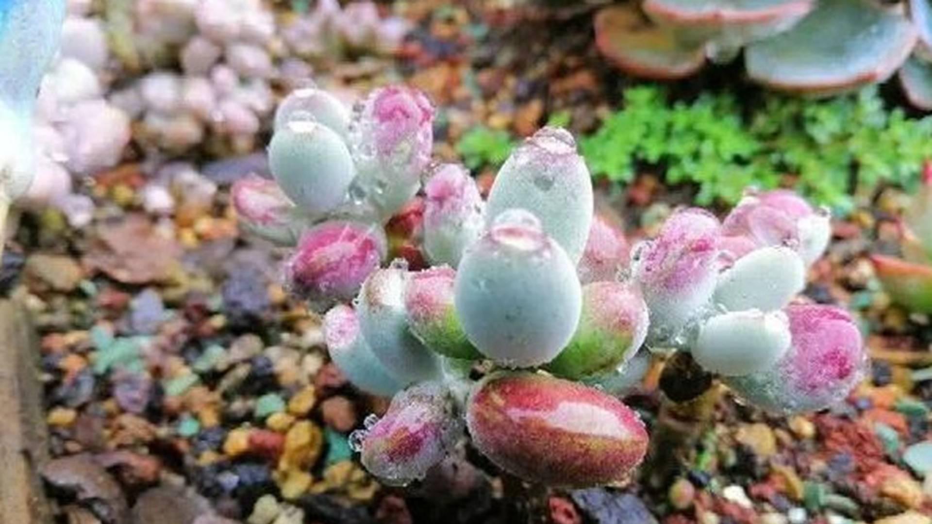 静夜老桩雕刻，伤口愈合管理，文创空间装饰，杀菌处理要及时