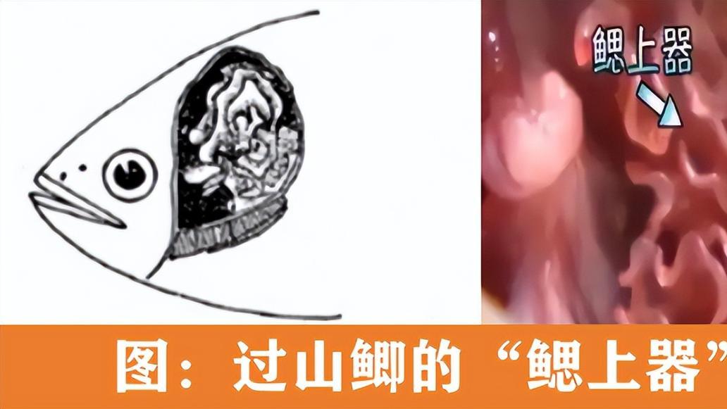 谁懂啊？第一次看到几十条“过山鲫”列队过马路，它们为何“冒死”搬家？