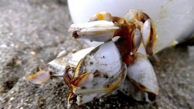 寄生鲸鱼海龟的藤壶，为什么在国外的价格这么昂贵？