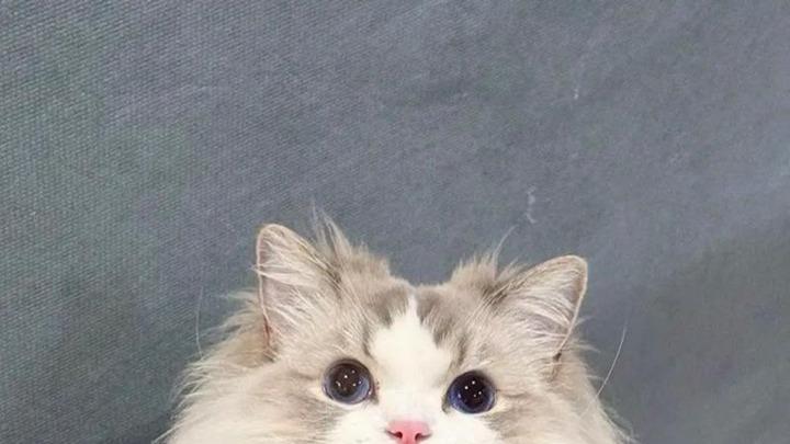 布偶猫的温柔性格，相处时超融洽，萌宝很贴心