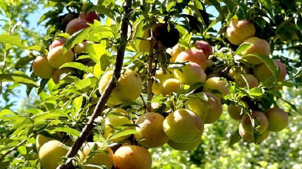 果中蕴情：圆润清甜的海淀李子